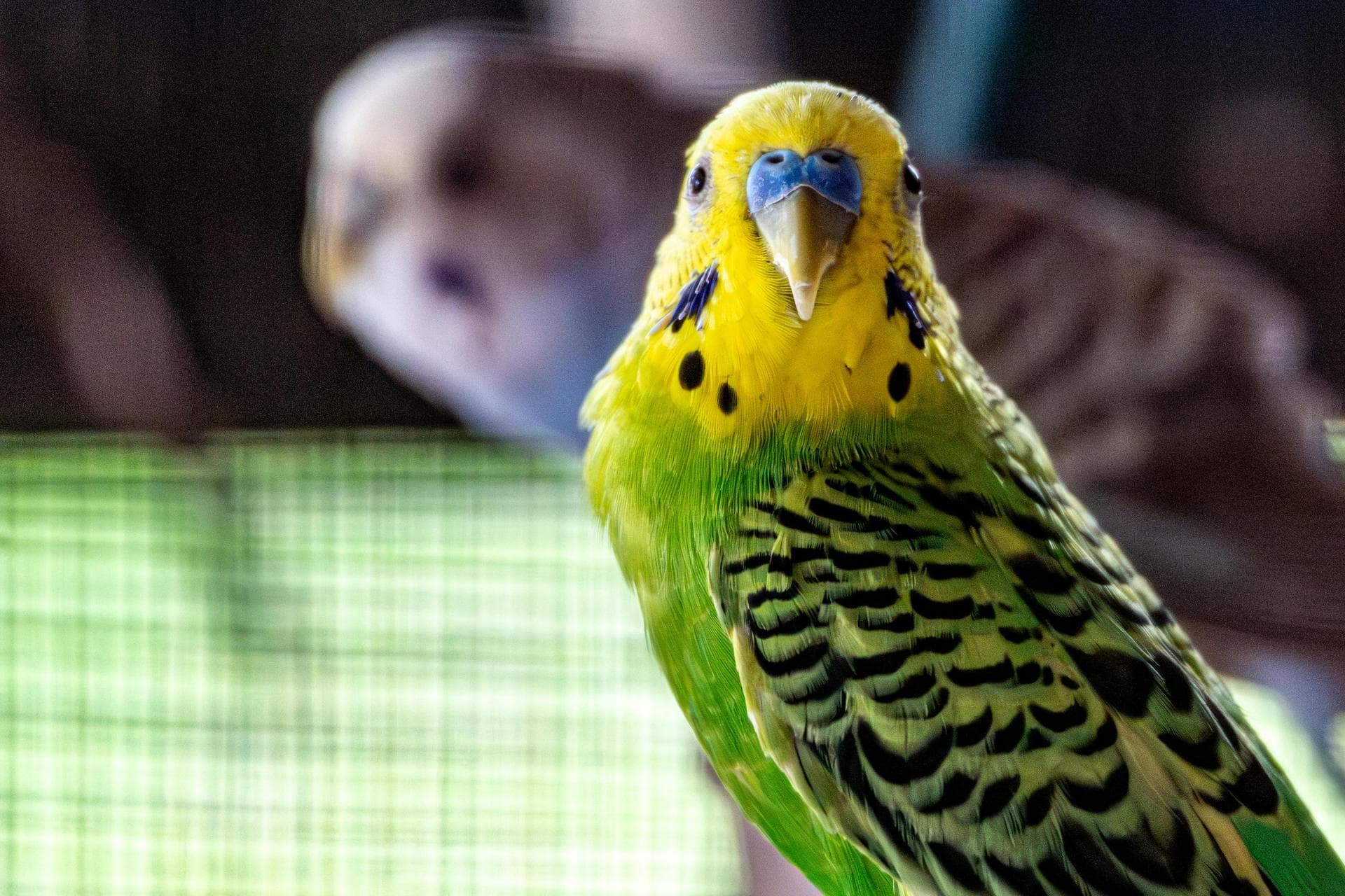 Best Vets in Holmes Chapel