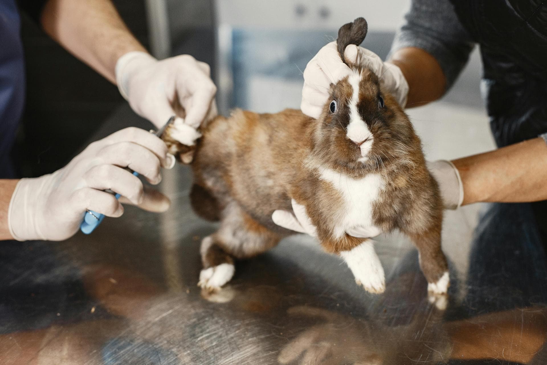 Best Vets in Nantwich